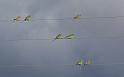 grass parrots